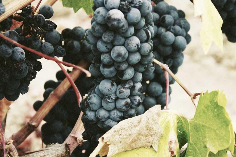 BTFO (Before the Fall Orientation) at Yale